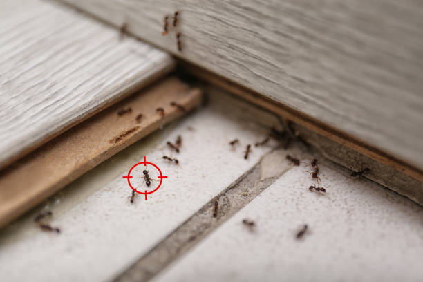 Best Pest Control for Homes  in Lavallette, NJ